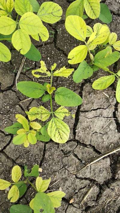 Nitrogen Deficiency - Soybean