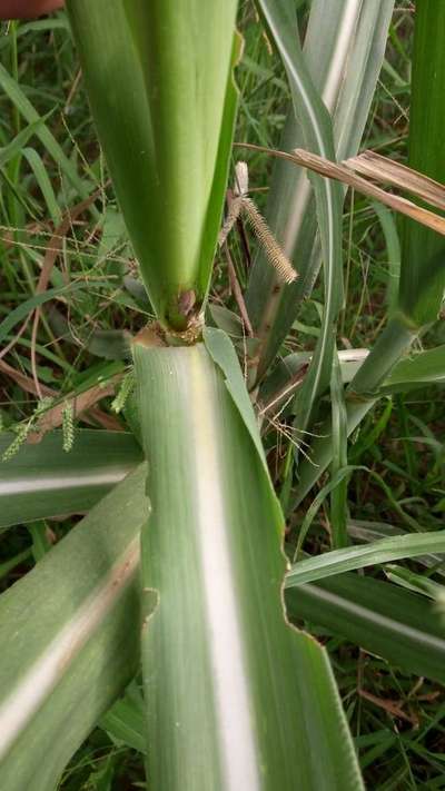 Sugarcane Borer - Sugarcane