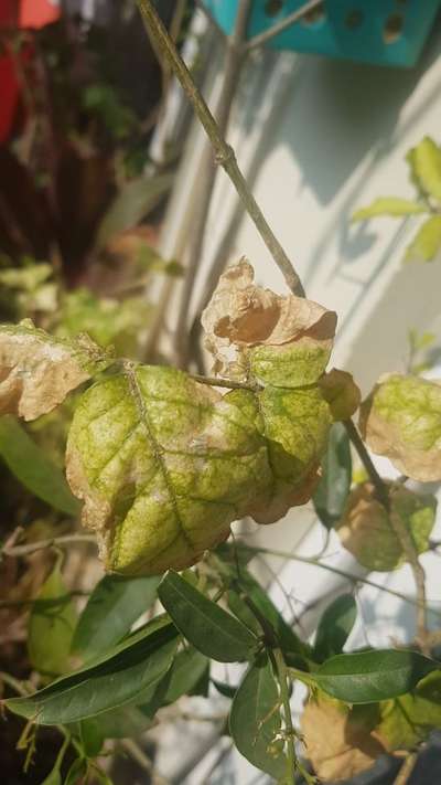 Spider Mites - Citrus