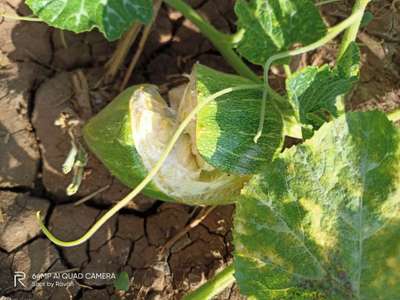 Fruit Cracking - Pumpkin