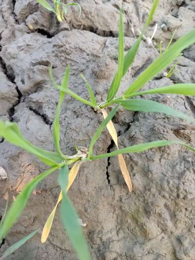 Nitrogen Deficiency - Wheat