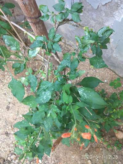 Leaf Miner Flies - Capsicum & Chilli