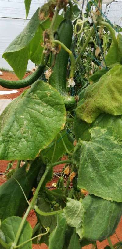 Leaf Miner Flies - Cucumber