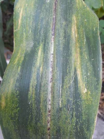 Spider Mites - Maize