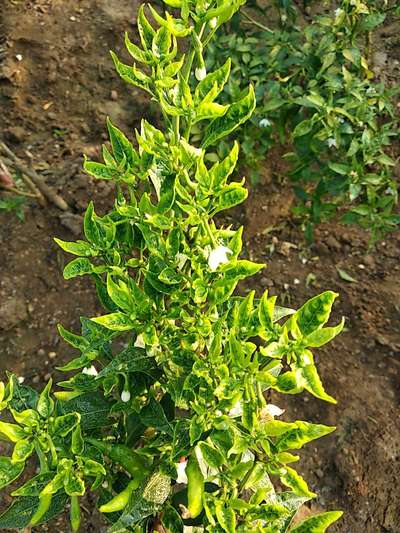 Tomato Yellow Leaf Curl Virus - Capsicum & Chilli