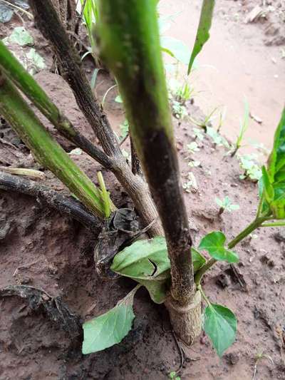 Fusarium Wilt - Capsicum & Chilli