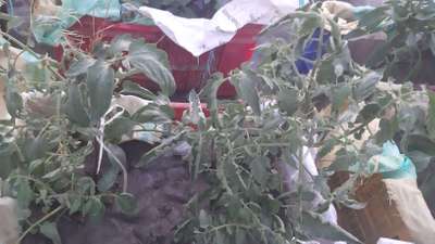 Leaf Curl in Tomato - Tomato