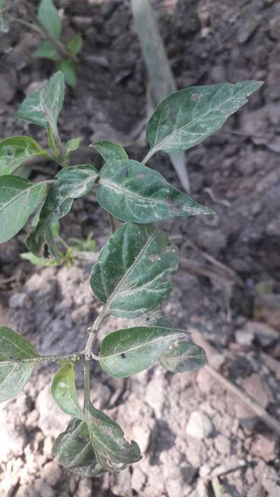 Aphids - Capsicum & Chilli