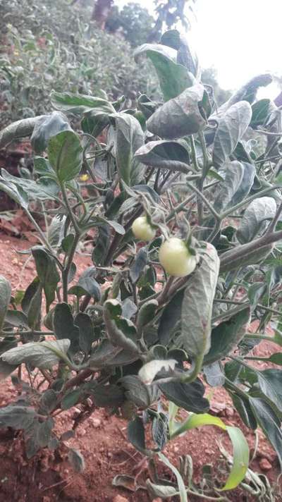 Boron Deficiency - Tomato