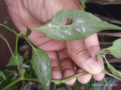 Black Citrus Aphid - Capsicum & Chilli