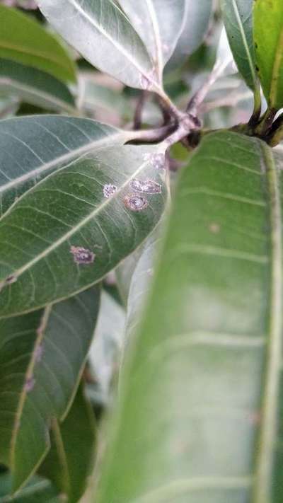 Anthracnose of Papaya and Mango - Mango