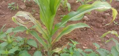 Magnesium Deficiency - Maize