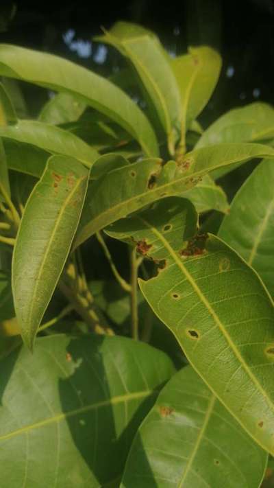 ತಂಬಾಕು ಕ್ಯಾಟರ್ಪಿಲ್ಲರ್ - ಮಾವು