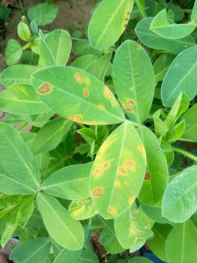 Late and Early Leaf Spot - Peanut