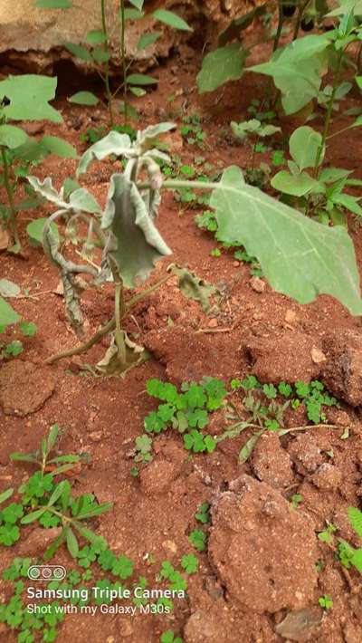 Bacterial Wilt - Brinjal