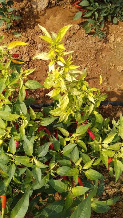 Iron Deficiency - Capsicum & Chilli