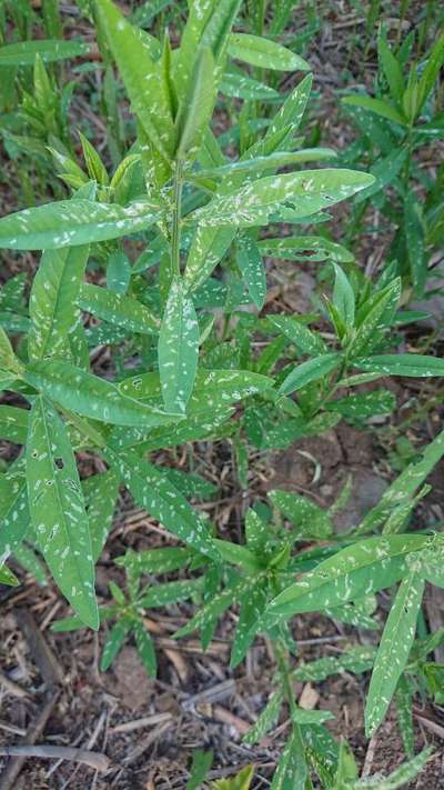 Leaf Miner Flies - Pigeon Pea & Red Gram