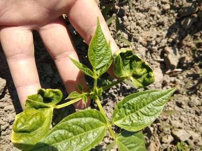 Bean Yellow Mosaic Virus - Bean