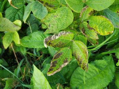 Potassium Deficiency - Black & Green Gram