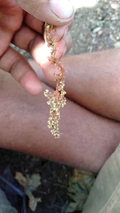 ದ್ರಾಕ್ಷಿಯ ಡೌನಿ ಮಿಲ್ಡ್ಯೂ - ಮಾವು
