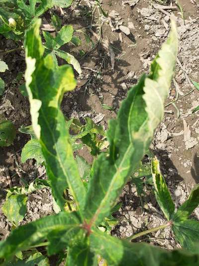 Flea Beetles - Okra