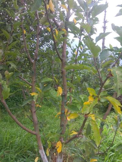 Nitrogen Deficiency - Apple