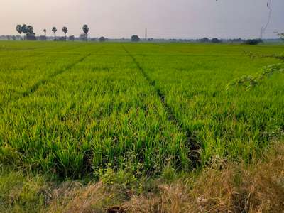 అగ్గి తెగులు - వరి