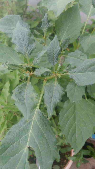 Spider Mites - Capsicum & Chilli