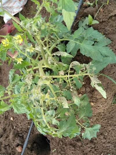 Tomato Late Blight - Tomato