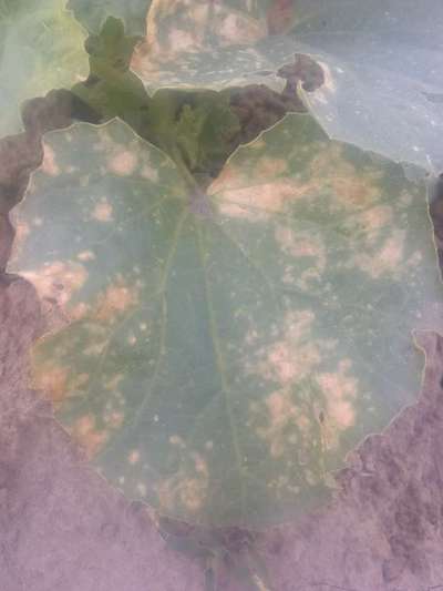 Downy Mildew of Cucurbits - Melon