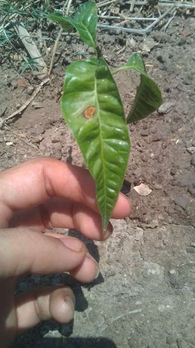 Anthracnose of Papaya and Mango - Mango