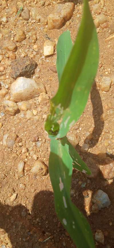 ನೇರಳೆ ಕಾಂಡ ಕೊರಕ - ಮೆಕ್ಕೆ ಜೋಳ