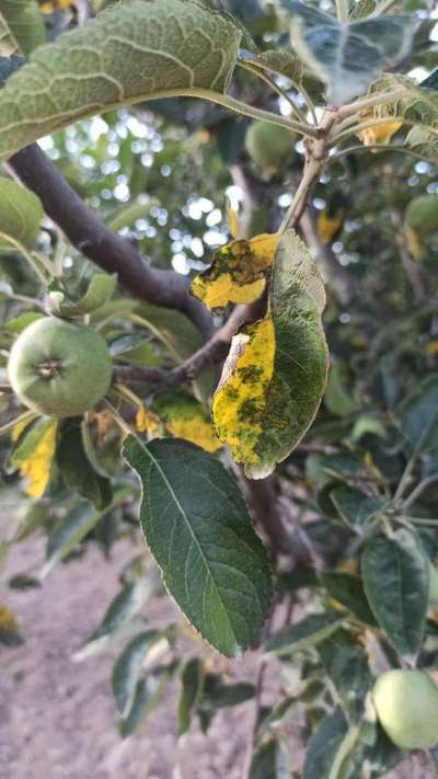 Apple Mosaic Virus - Apple