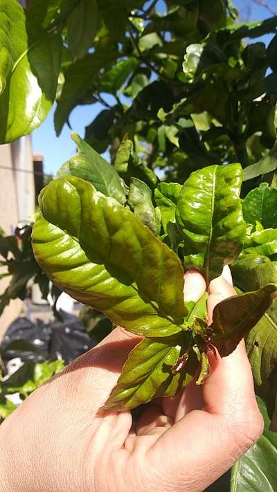 Citrus Chlorotic Dwarf Virus - Citrus
