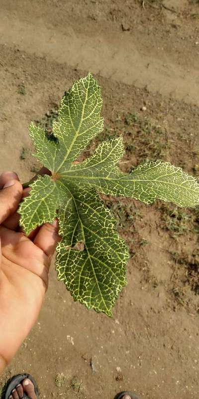 Whiteflies - Okra