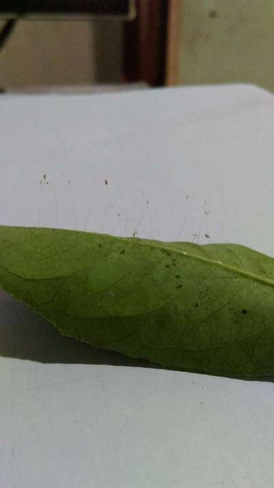 Black Citrus Aphid - Citrus