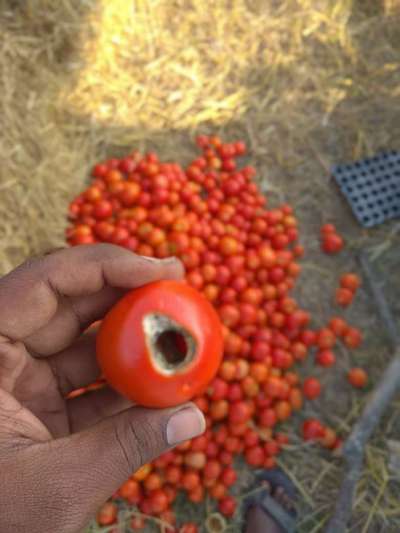 Helicoverpa Caterpillar - Tomato