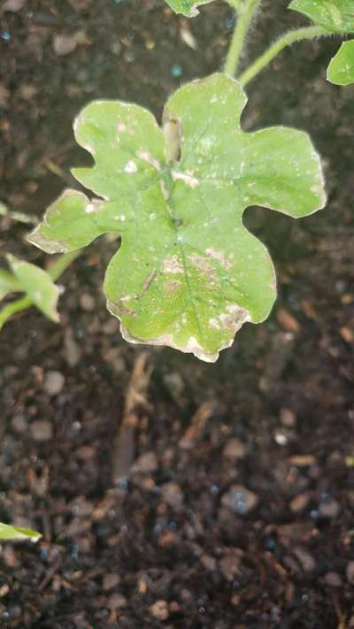 Flea Beetles - Melon