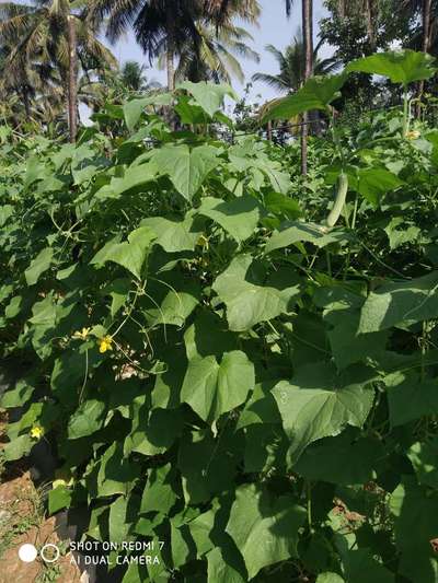 Leaf Miner Flies - Cucumber