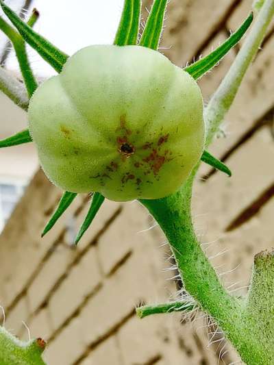 Bacterial Spot and Speck of Tomato - Tomato