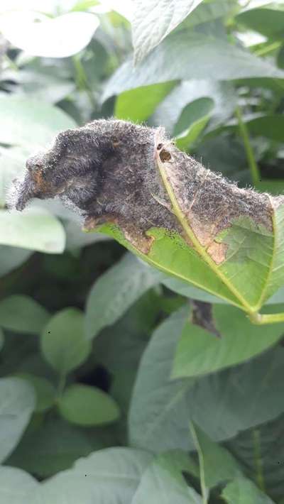 Stem Rot - Soybean