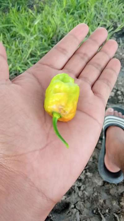 Boron Deficiency - Capsicum & Chilli