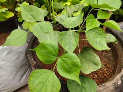 Leaf Miner Flies - Bean