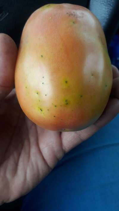 Mancha bacteriana del tomate - Tomate