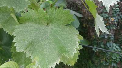 Spider Mites - Grape