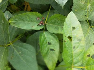 Bean Leaf Beetle - Soybean