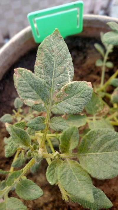 Leaf Miner Flies - Potato