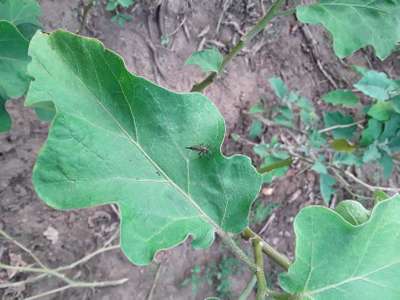 Aphids - Brinjal