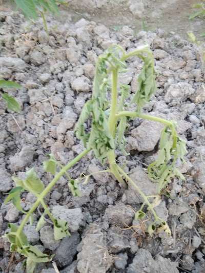 Bacterial Wilt - Tomato