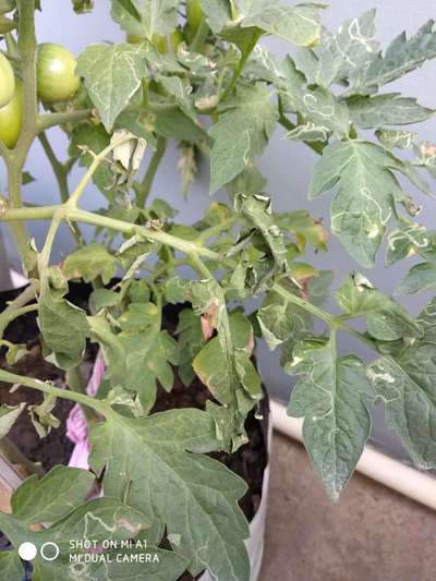 Leaf Miner Flies - Tomato